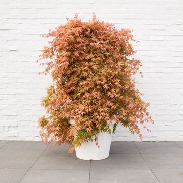 Acer palmatum CASCADE RUBY