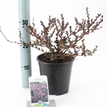 Berberis thunbergii 'Atropurpurea Nana'