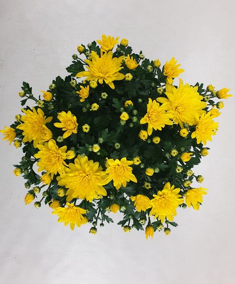 Chrysanthemum HOMERUN YELLOW