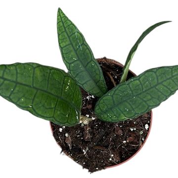 Hoya finlaysonii 'Sukirin'