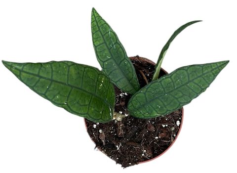 Hoya finlaysonii 'Sukirin'