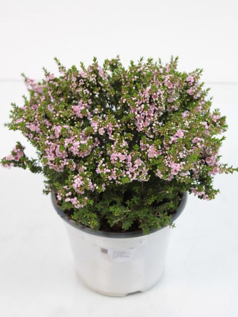 Thryptomene saxicola