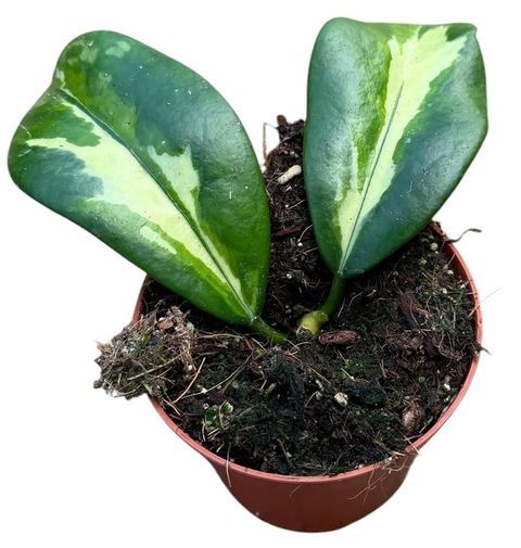 Hoya diversifolia 'Maharani'
