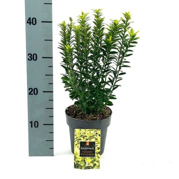 Euonymus japonicus 'Микрофиллус Ауреовариегатус'