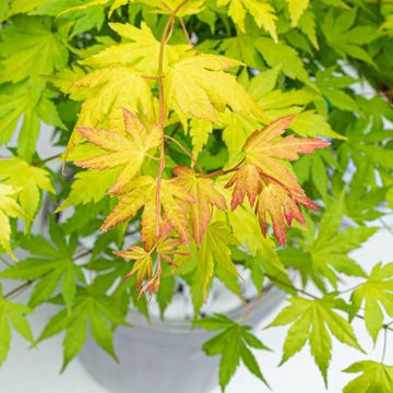 Acer palmatum 'Orange Dream'