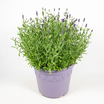 Lavandula angustifolia