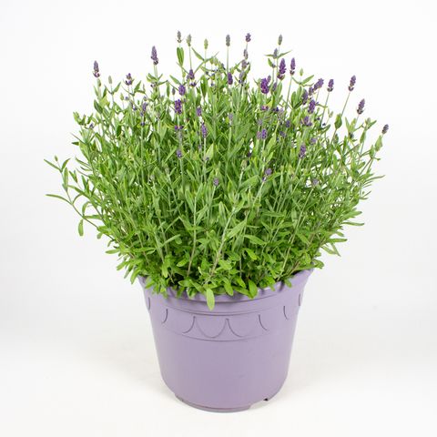 Lavandula angustifolia