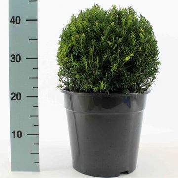 Taxus x media 'Groenland'