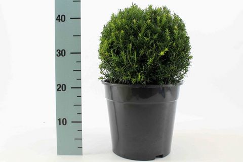 Taxus x media 'Groenland'