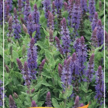 Salvia MIX