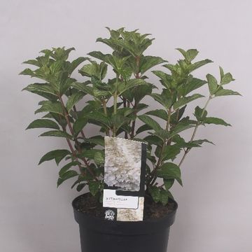 Hydrangea paniculata 'Silver Dollar'