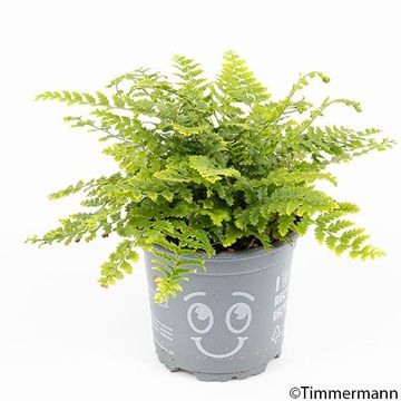 Dryopteris affinis 'Crispa'