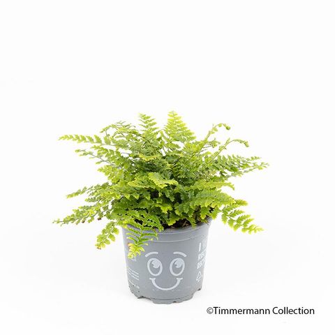 Dryopteris affinis 'Crispa'