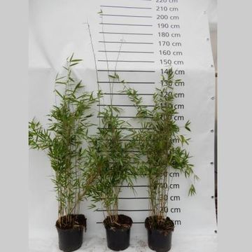 Fargesia 'Obelisk'