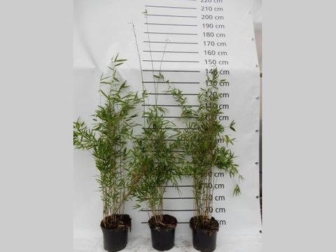 Fargesia 'Obelisk'