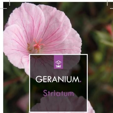 Geranium sanguineum striatum