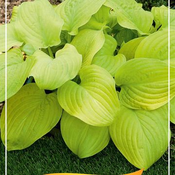 Hosta 'Tortilla Chip'