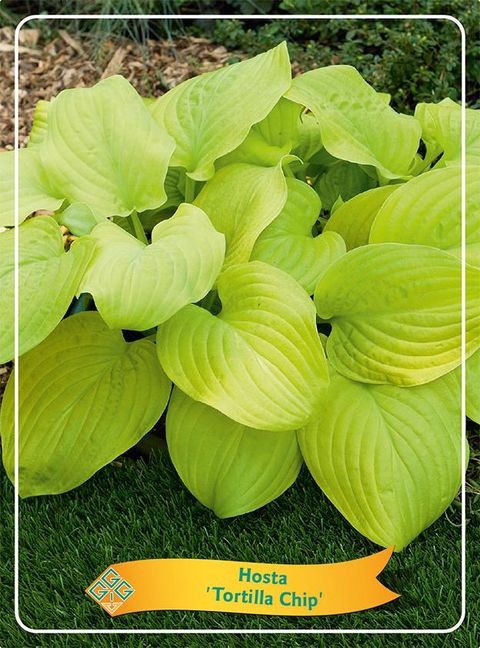 Hosta 'Tortilla Chip'