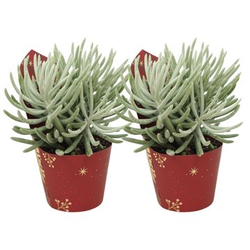 Senecio scaposus
