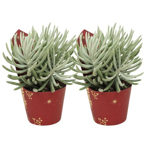 Senecio scaposus