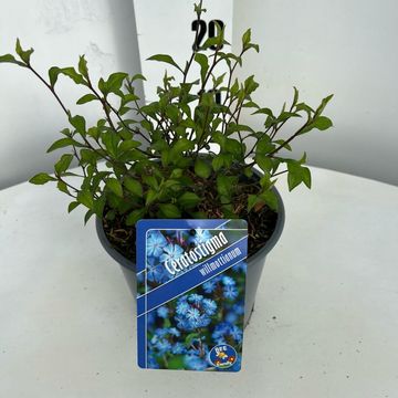 Ceratostigma willmottianum