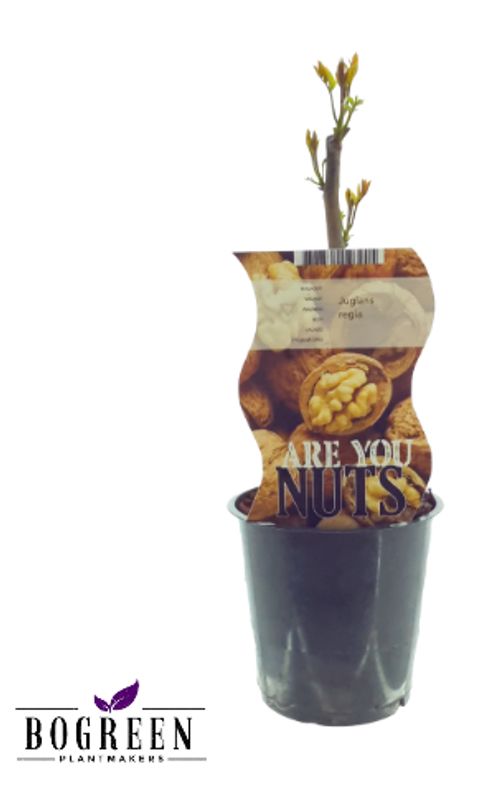 Juglans regia