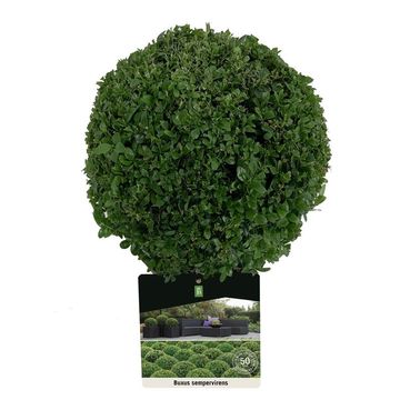 Buxus sempervirens