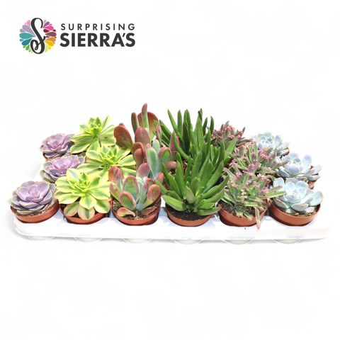 Succulente MIX