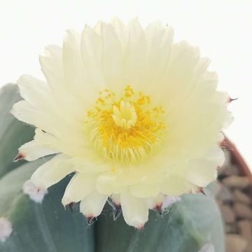 Astrophytum myriostigma quadricostatum