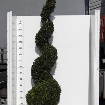 Buxus sempervirens