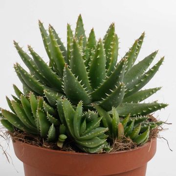 Aloe brevifolia