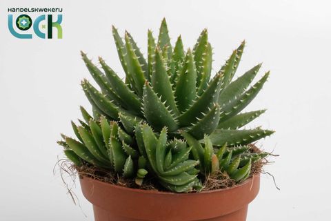 Aloe brevifolia