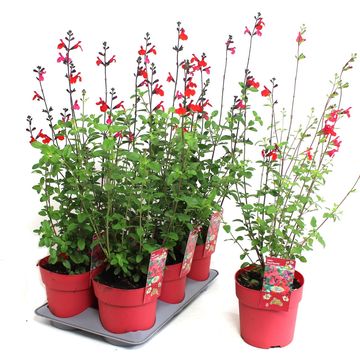 Salvia 'Royal Bumble'