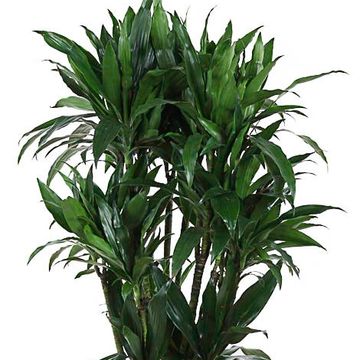 Dracaena fragrans 'Janet Craig'
