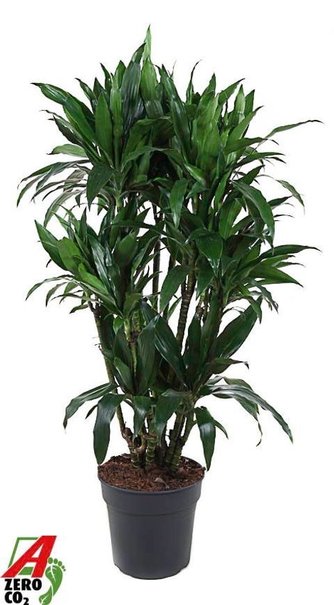 Dracaena fragrans 'Janet Craig'