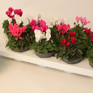 Cyclamen SUPER SERIE VERANO MIX