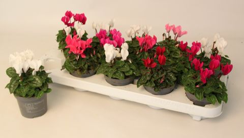 Cyclamen SUPER SERIE VERANO MIX