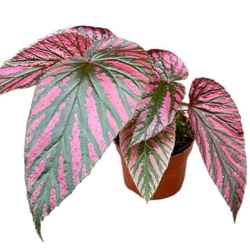 Begonia brevirimosa