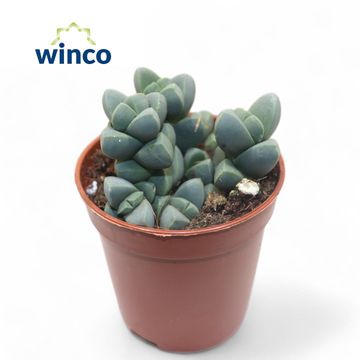 Delosperma lehmannii