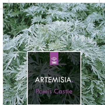 Artemisia 'Powis Castle'
