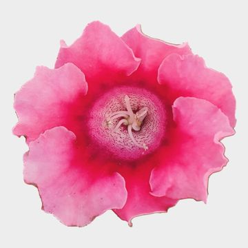 Sinningia 'Avanti Peach Rose'