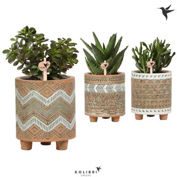 Succulents MIX Succulents MIX