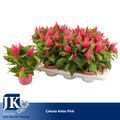 Celosia KELOS FIRE PINK