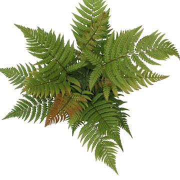 Dryopteris lepidopoda