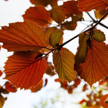 Corylus 'Rode Zellernoot'