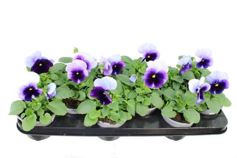 Виола x wittrockiana DELTA BEACONSFIELD