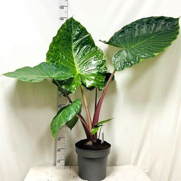 Alocasia 'Imperial Red'