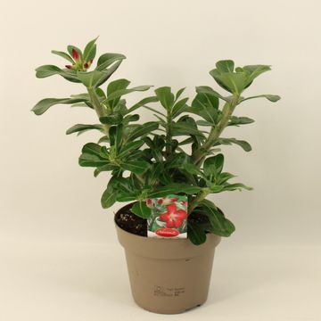 Adenium obesum 'Anouk'