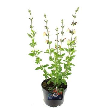 Salvia microphylla 'Salvinio Lemon'