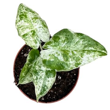 Alocasia odora 'Batik Variegata'